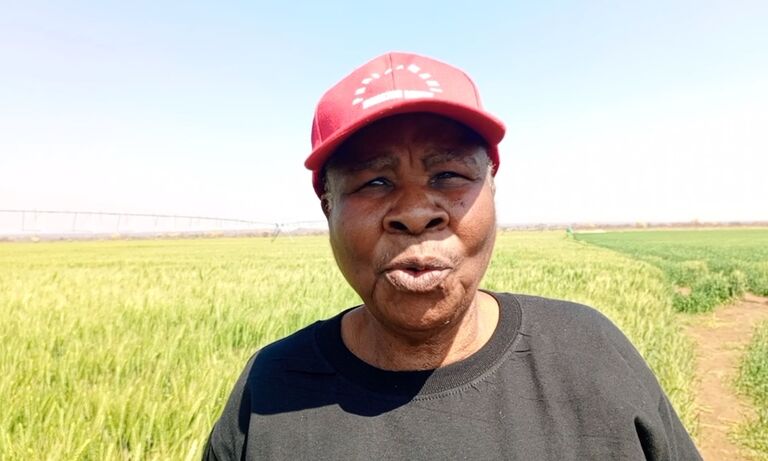 Zim: Women lead wheat revolution in Nyamandlovu