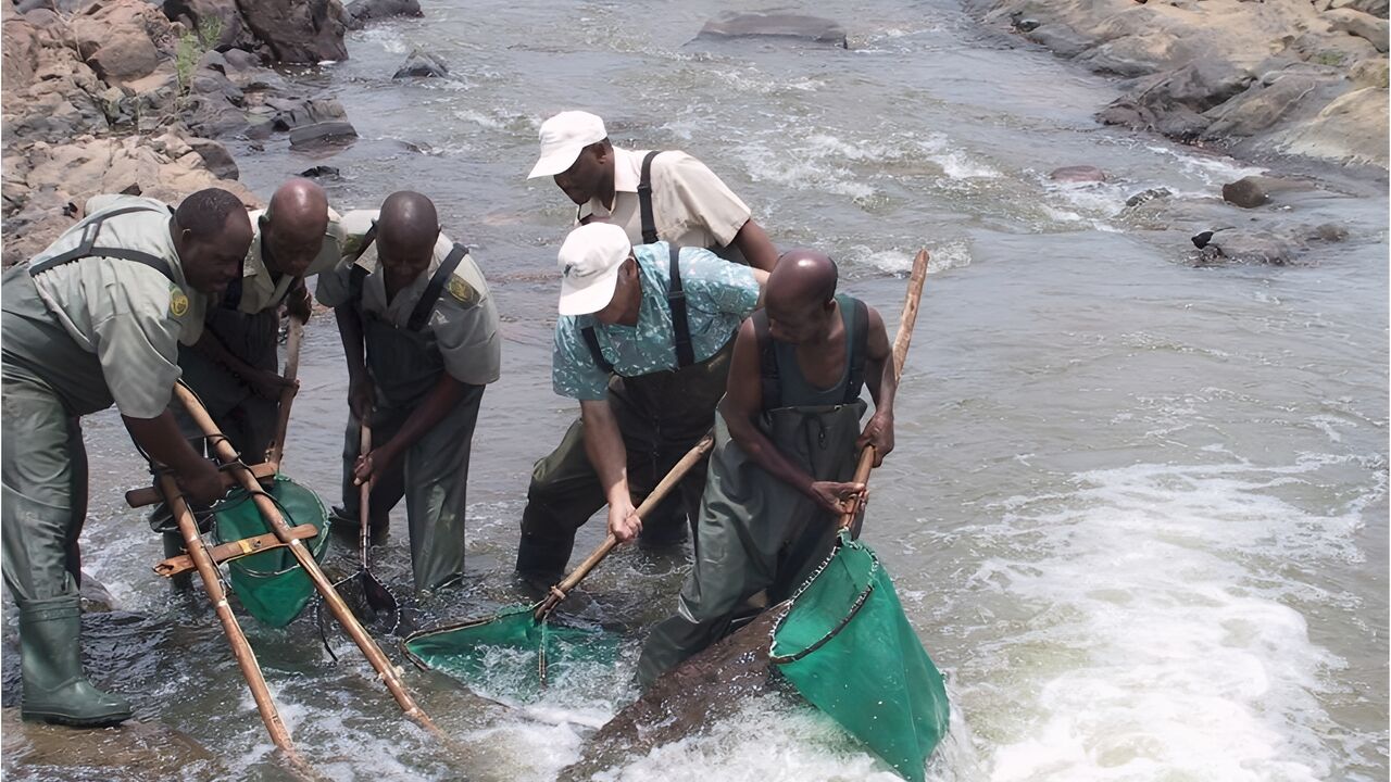 Fishing Research and census Zambezi River Zimbabwe