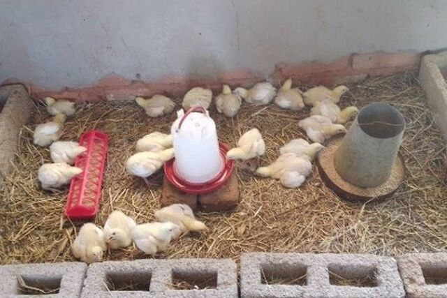 Zimbabwe: Empowering Youth- Building Futures for All