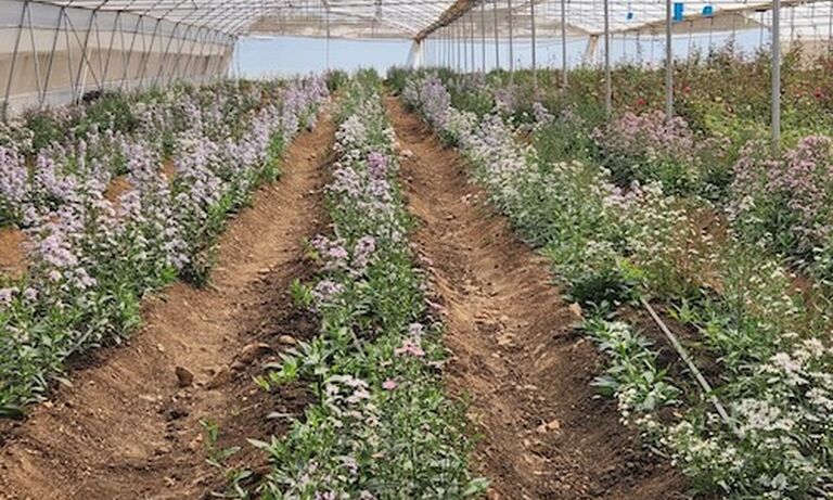 Rudo Mafukidze - multifaceted entrepreneur