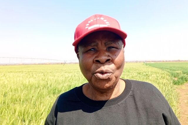 Zim: Women lead wheat revolution in Nyamandlovu